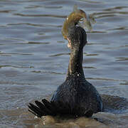 Great Cormorant