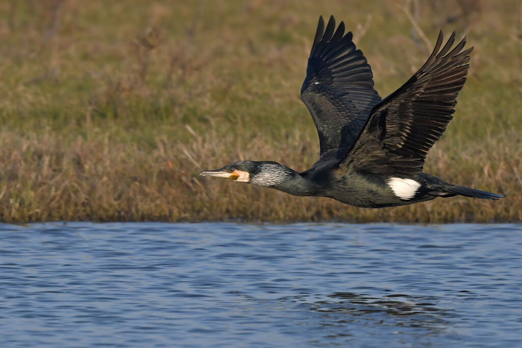 Great Cormorantadult breeding, Flight