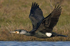 Great Cormorant