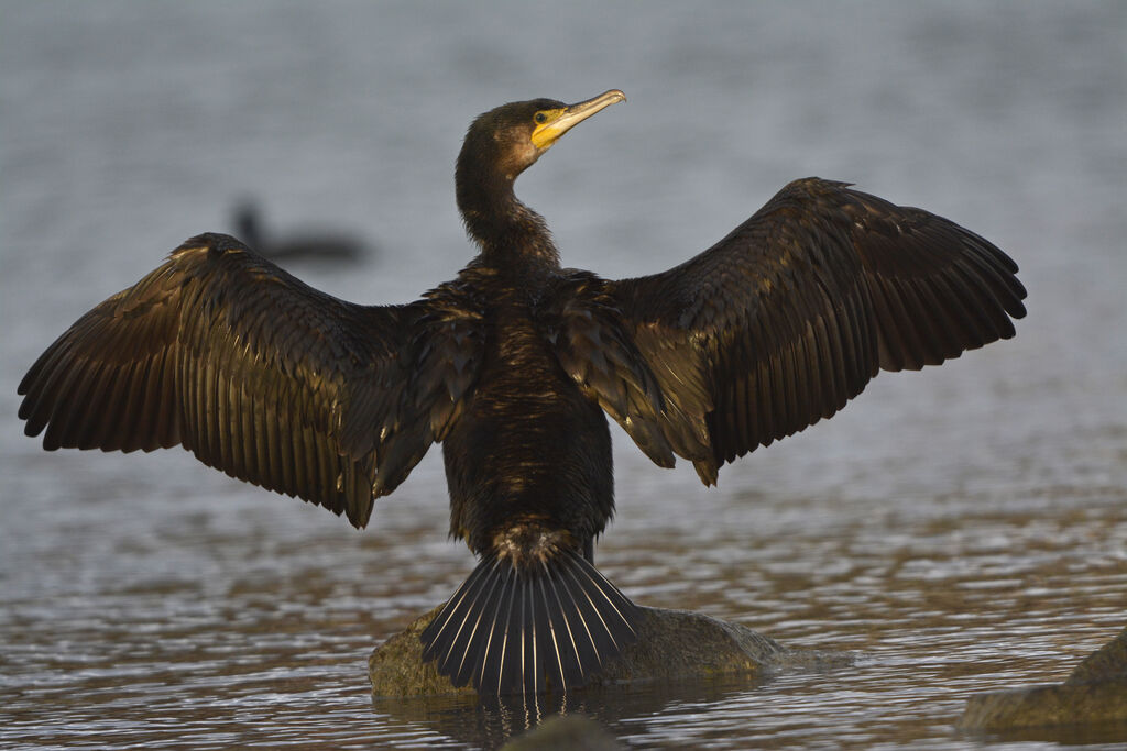 Great Cormorant, Behaviour