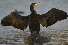 Grand Cormoran