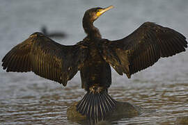 Great Cormorant