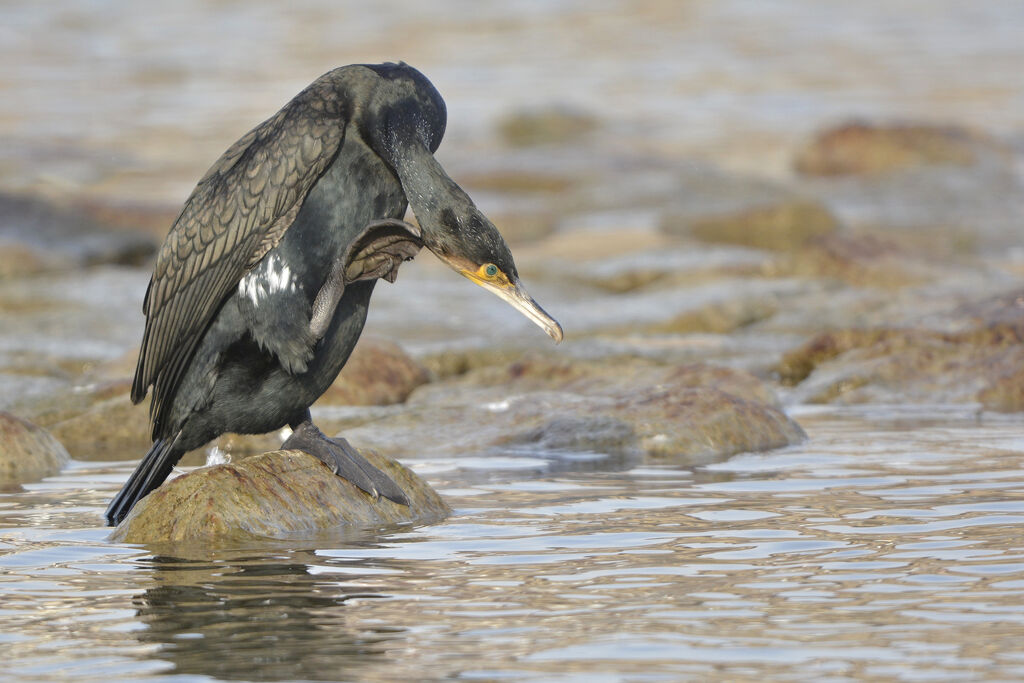 Great Cormorant