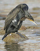 Great Cormorant