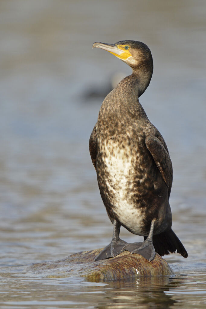 Grand Cormoranimmature