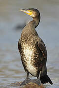 Great Cormorant