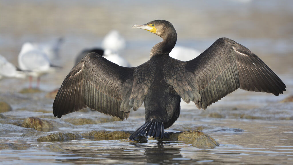 Great Cormorant, Behaviour