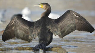 Great Cormorant