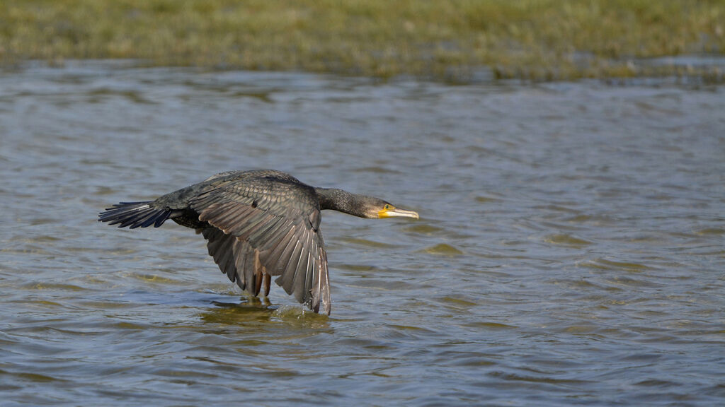 Great Cormorant