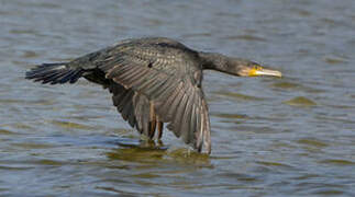 Great Cormorant