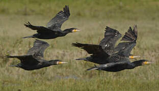 Great Cormorant