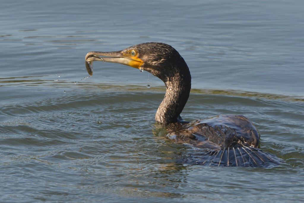 Great Cormorant