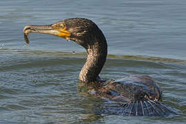 Great Cormorant