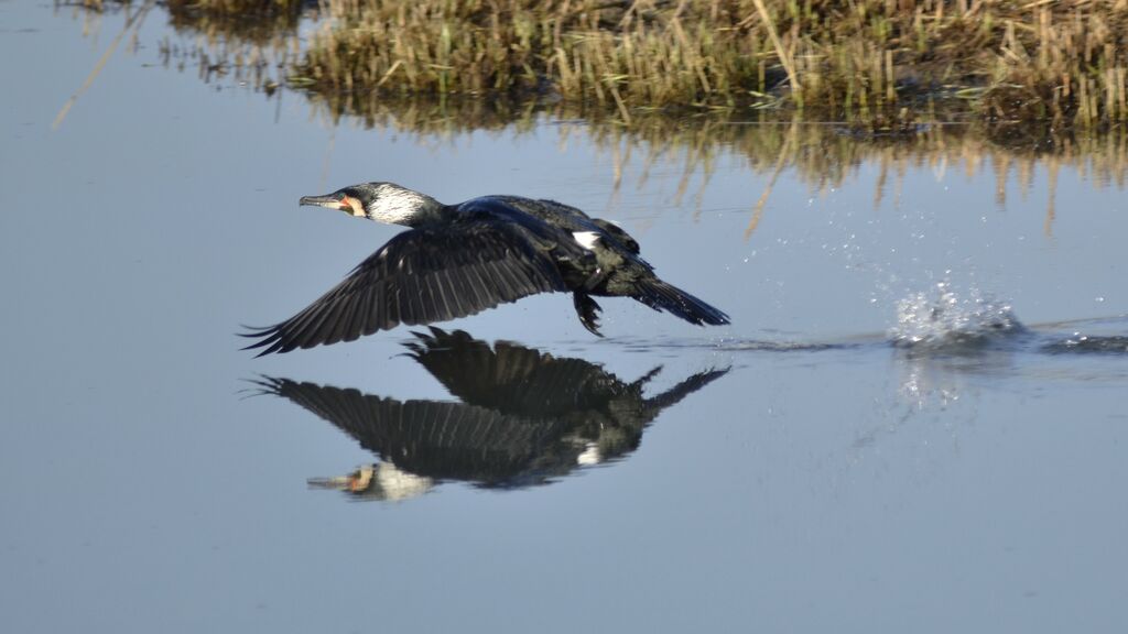 Grand Cormoranadulte nuptial, Vol