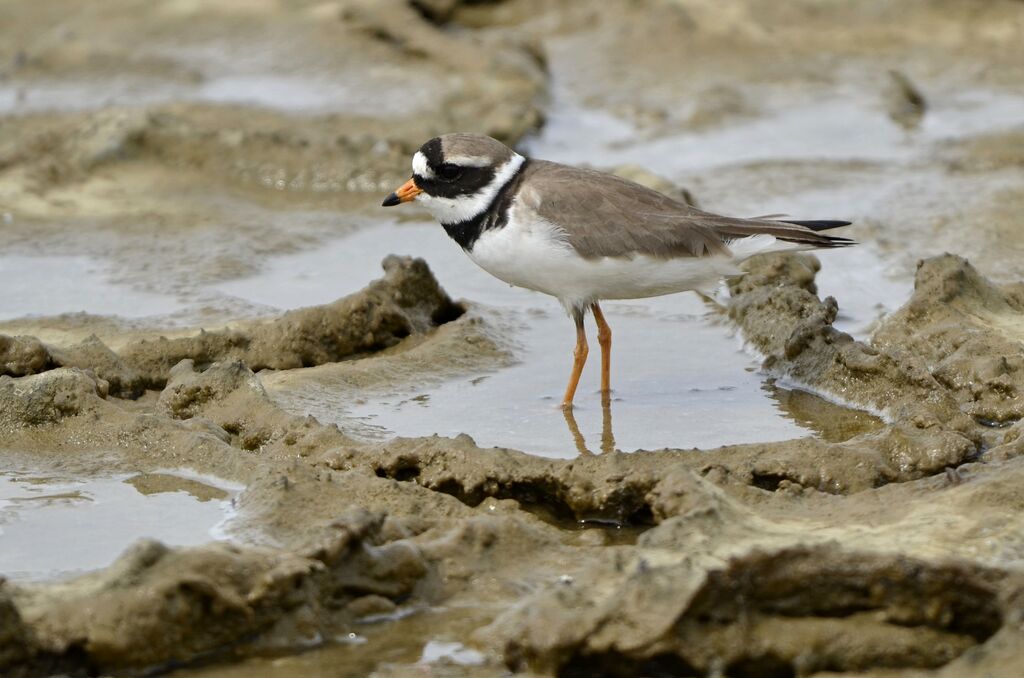 Common Ringed Ploveradult breeding, identification