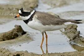 Common Ringed Plover