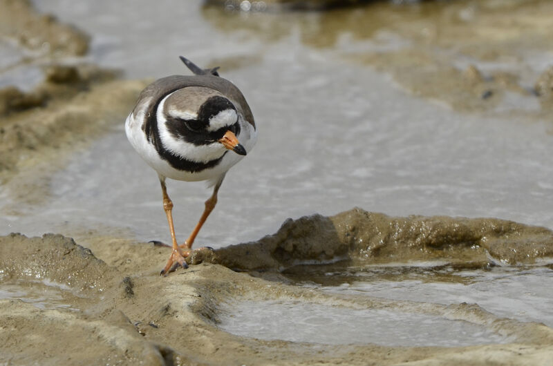 Common Ringed Plover male adult breeding