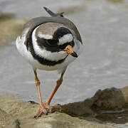 Common Ringed Plover