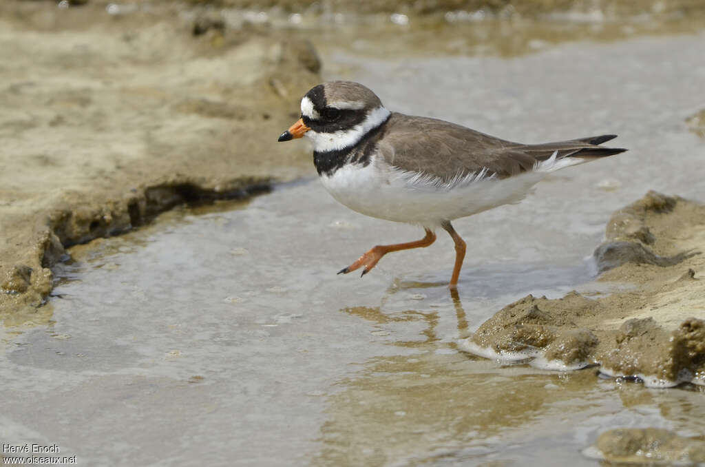 Common Ringed Ploveradult breeding, identification