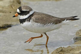 Common Ringed Plover