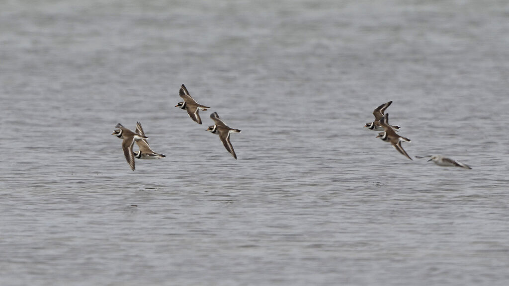 Common Ringed Plover, Flight