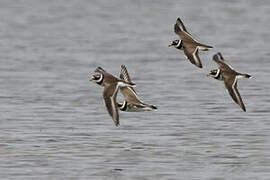 Common Ringed Plover