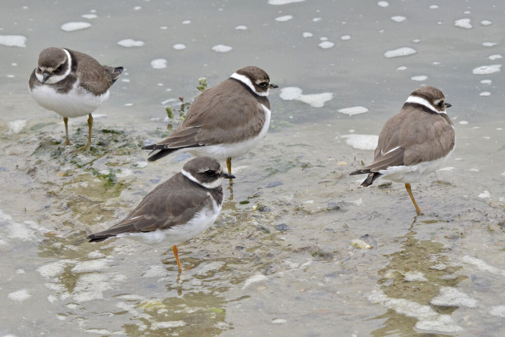 Common Ringed Ploverjuvenile