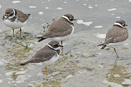 Common Ringed Plover