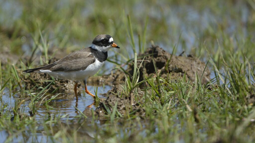 Common Ringed Plover male adult breeding, identification