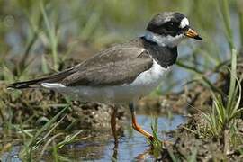 Common Ringed Plover