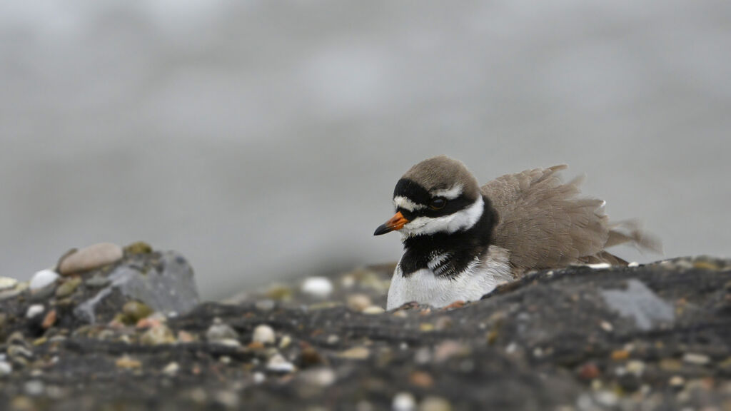 Common Ringed Ploveradult breeding