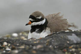 Common Ringed Plover