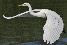 Grande Aigrette