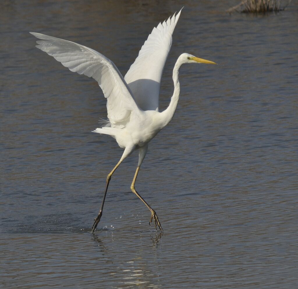 Grande Aigrette