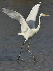 Grande Aigrette