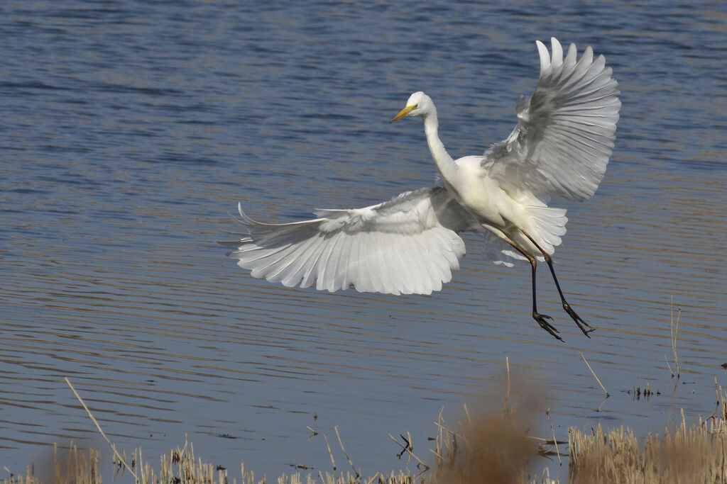 Grande Aigrette