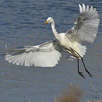 Grande Aigrette