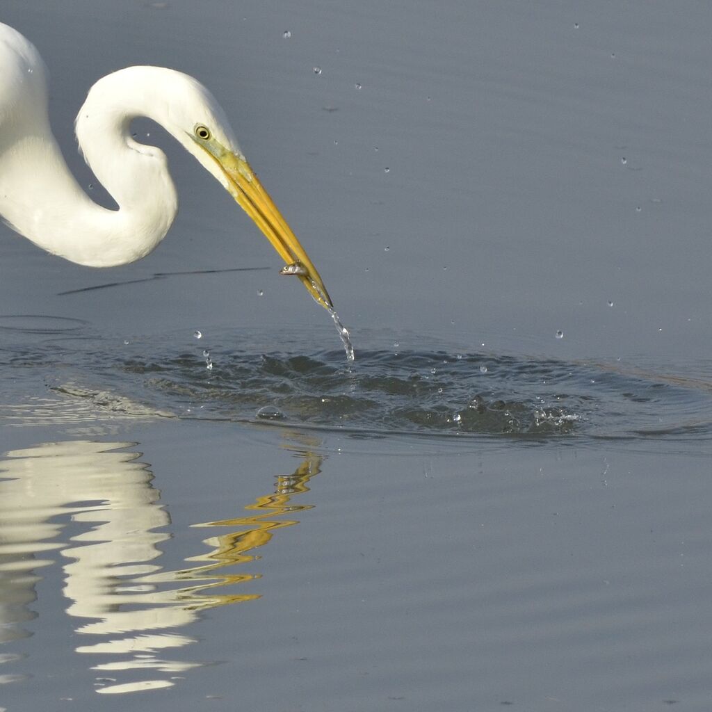 Grande Aigrette, régime