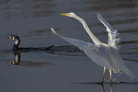 Grande Aigrette