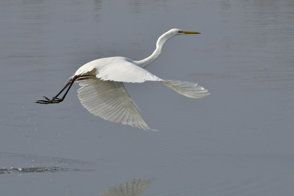 Great Egret