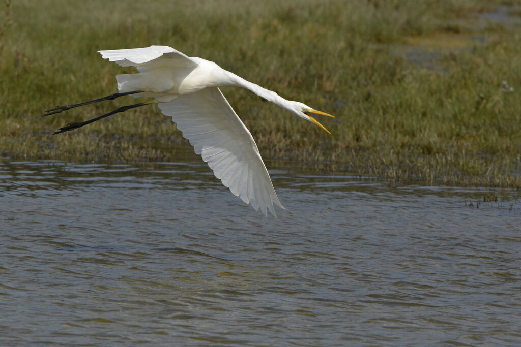 Grande Aigrette