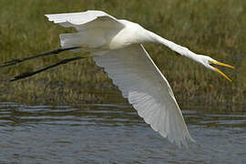 Grande Aigrette