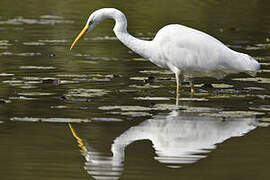 Great Egret