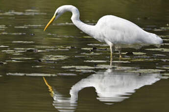 Grande Aigrette