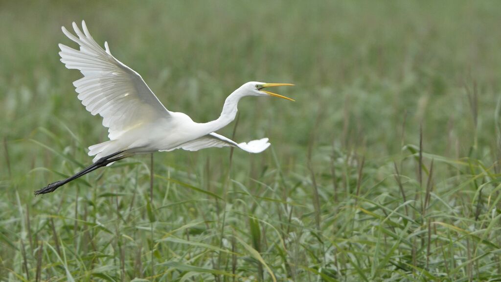 Grande Aigrette