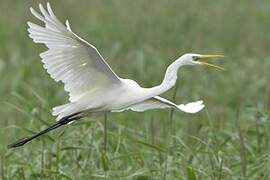 Great Egret