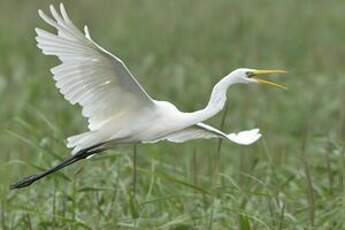 Grande Aigrette