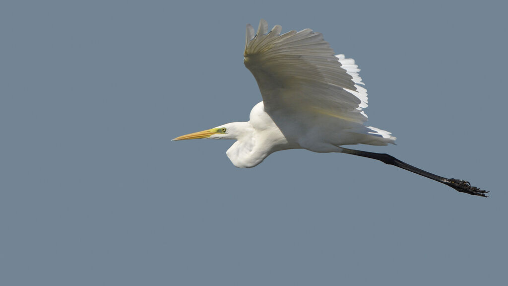 Great Egret