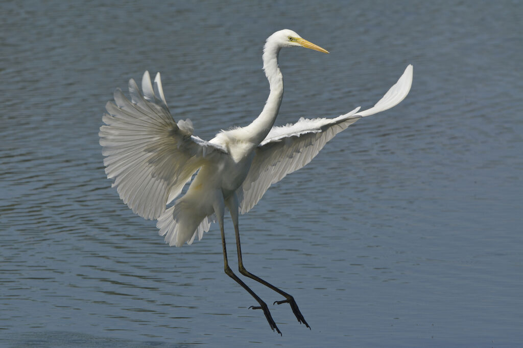 Great Egret, identification