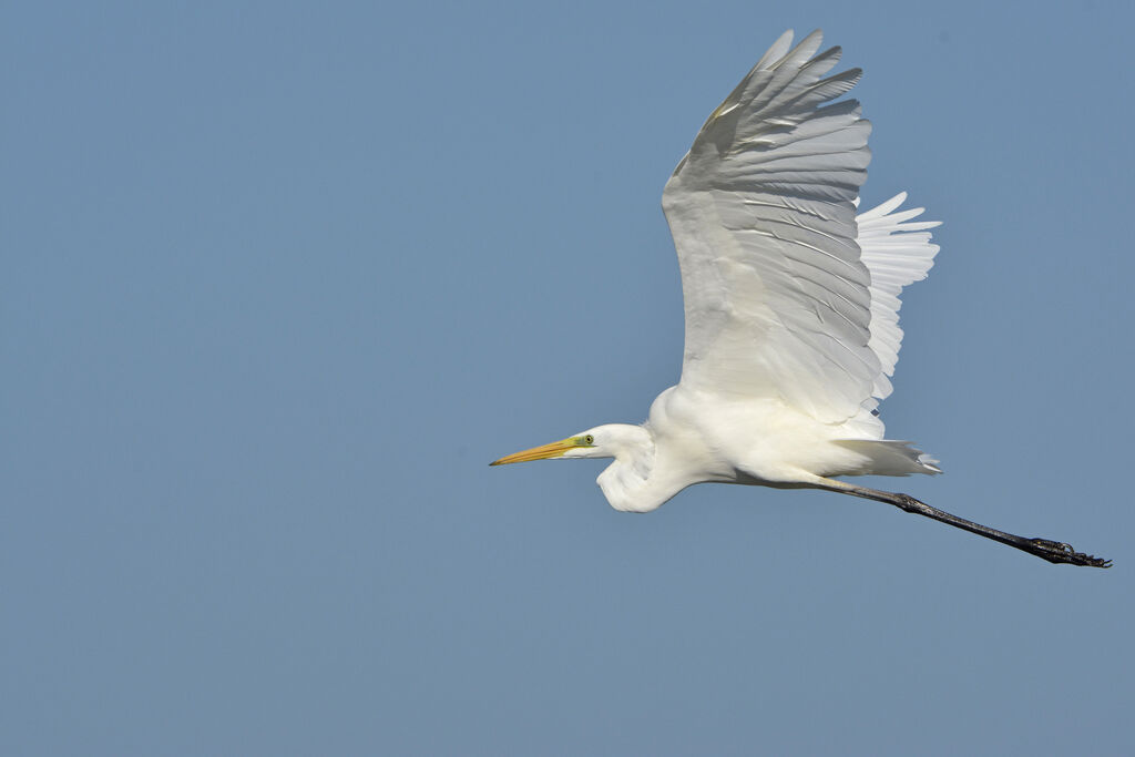 Grande Aigrette